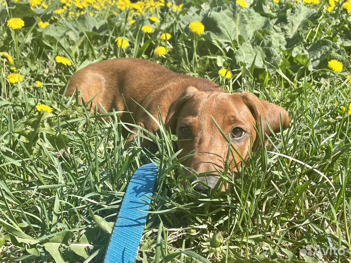 Щенок Таксы