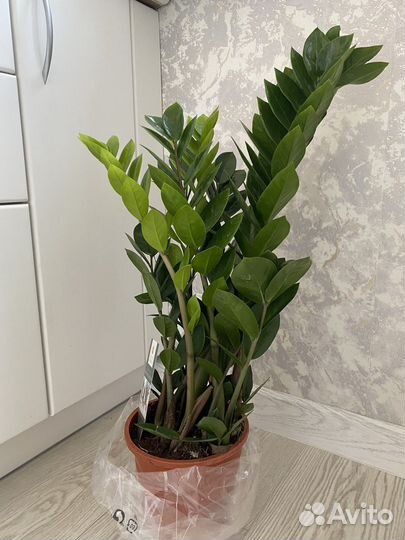 Комнатные растения цветы