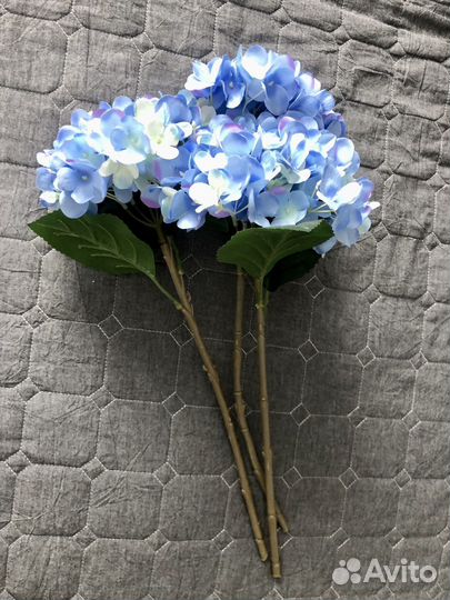 Гортензия икеа