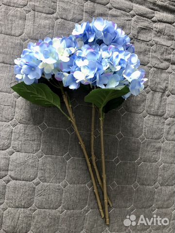 Гортензия икеа