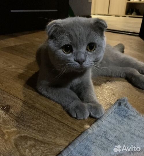 Британские котята