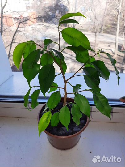 Фикус бенджамина