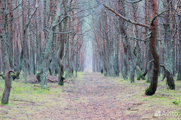 «Куршская коса: природа и человек