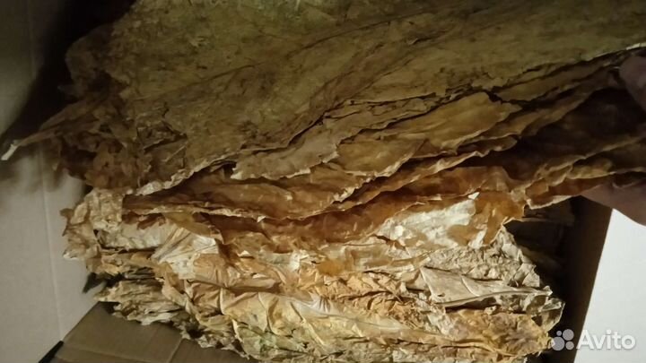 Рассада табака