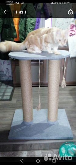 Когтеточка и лоток для крупных кошек