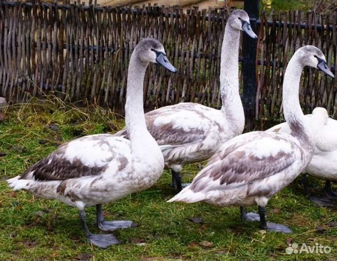 Лебеди - шипуны, черные лебеди