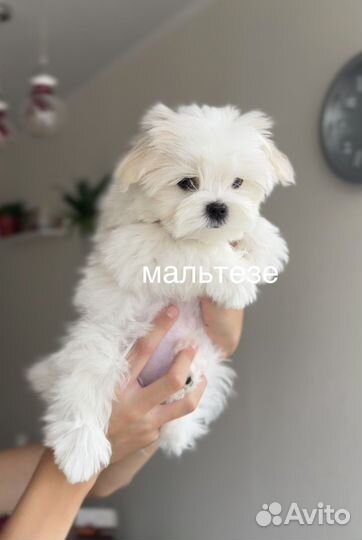 Мальтезе Мальтийская болонка