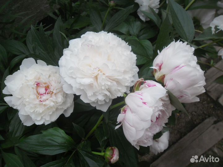 Пионы травянистые саженцы