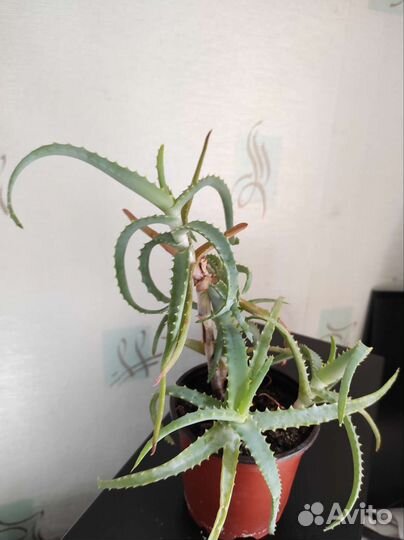 Диффенбахия, алоэ вера, алоэ, рипсалис