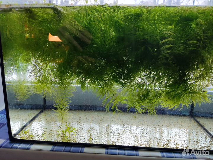 Роголистник