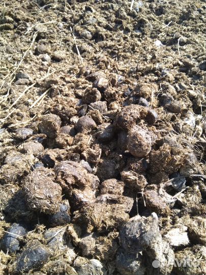 Конский навоз (перегной)