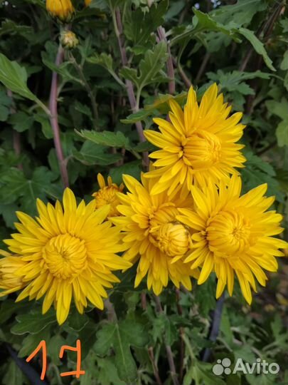 Хризантемы корейские