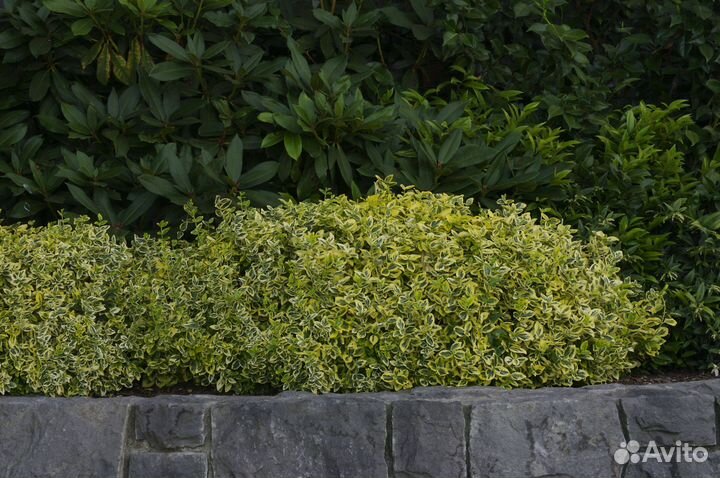 Бересклет (декоративный кустарник,живая изгородь)