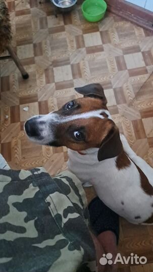 Джек Рассел терьер