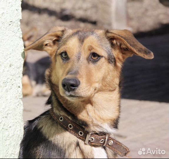 Маленькая собачка