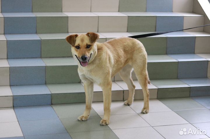 Кира в семью,стерилизована