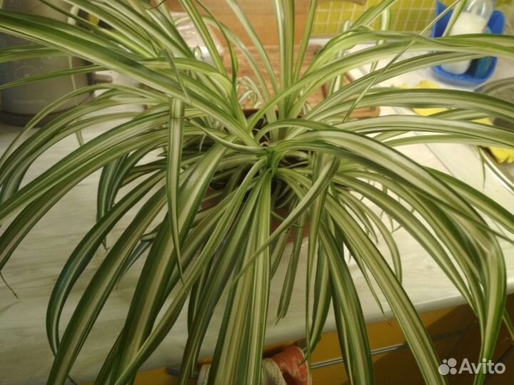 Растение Хлорофитум полосатый очистка воздуха