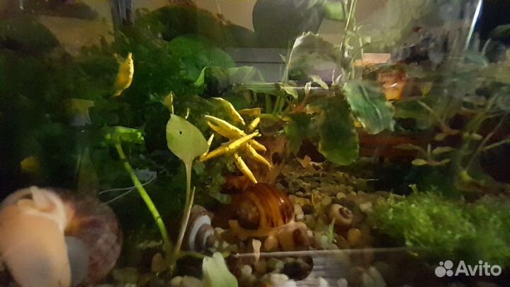 Гуппи эндлера тигр,Пицилии, креветки неокридины