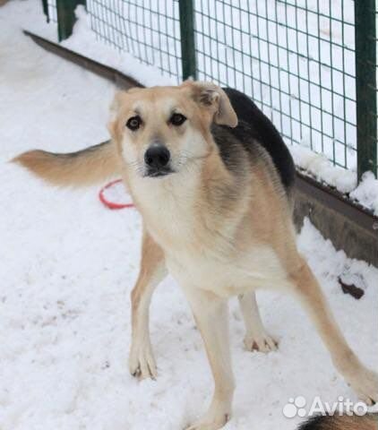 Собака в добрые руки