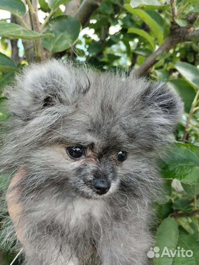 Щенок породы шпиц