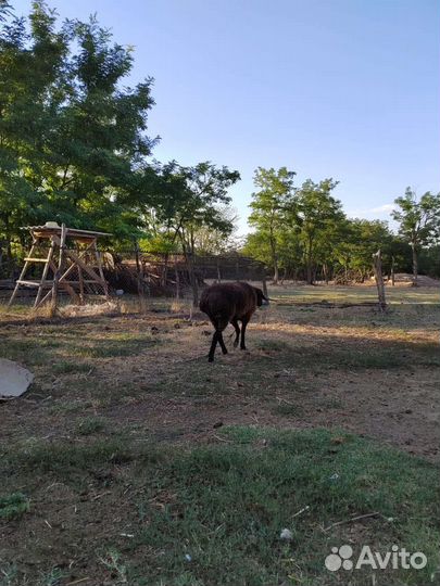 Тёлка на мясо, баран на племя и ягнята