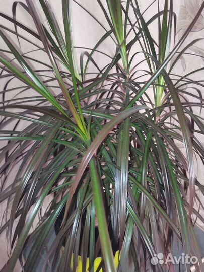 Пальма драцена