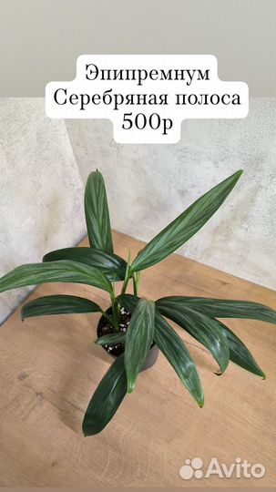 Комнатные растения 23