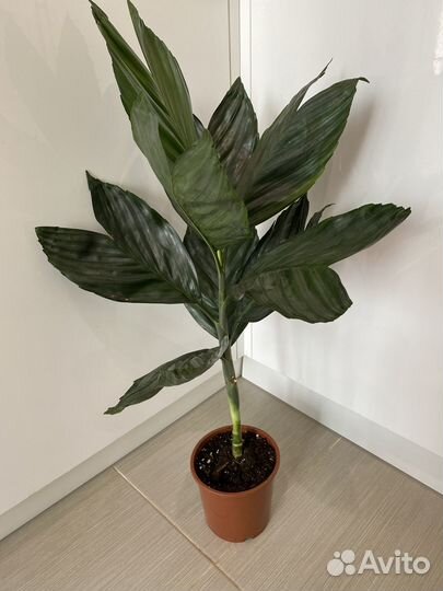 Диффенбахии, Пальмы, Драцена