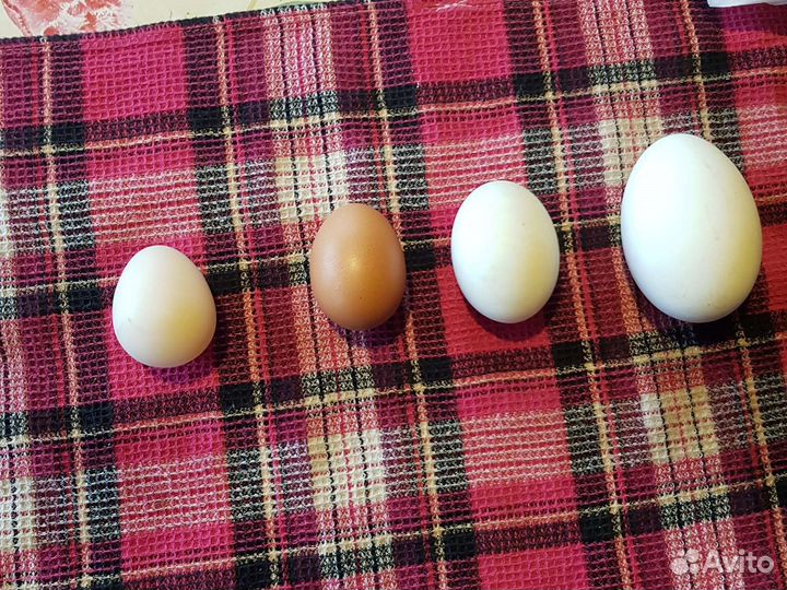 Яйцо домашнее