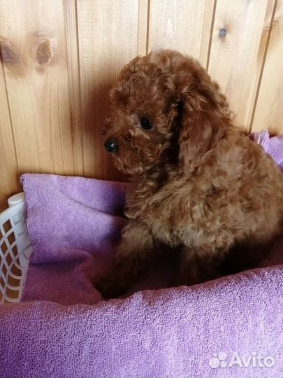 Той-пудель девочка РКФ