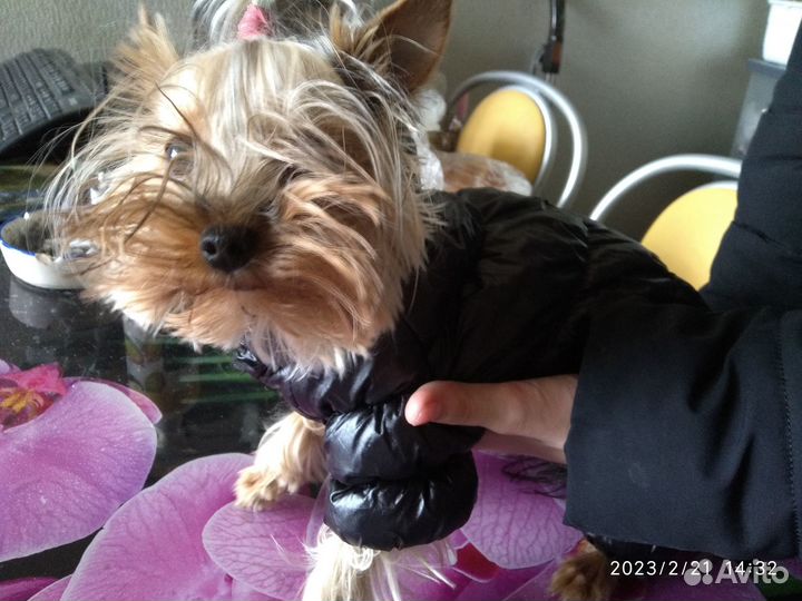 Товары для животных