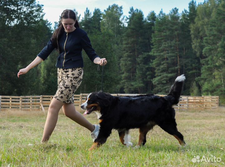 Профессиональный хендлер