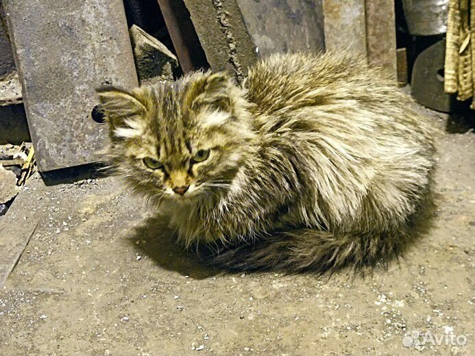 Котёнок кошка