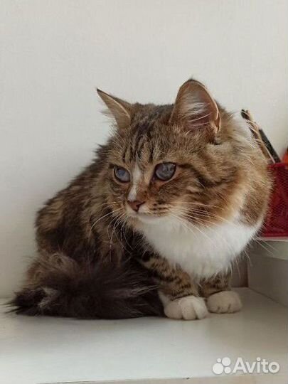 Кошка в дар