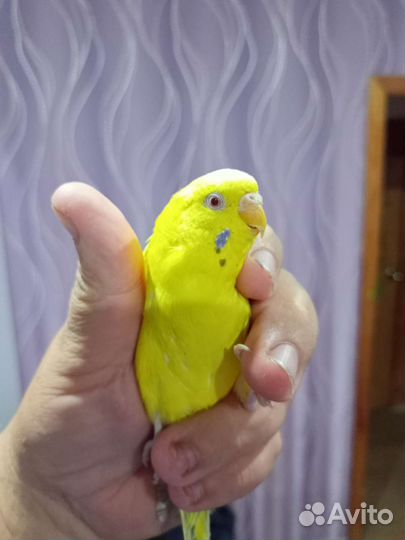 Волнистый попугай девочка