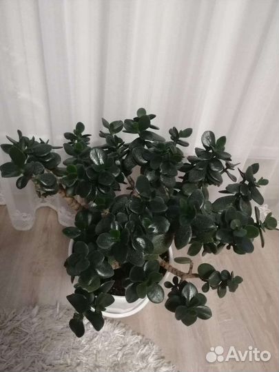 Комнатные цветы