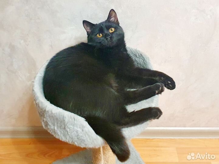 Котёнок-ласкуша