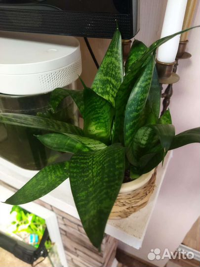 Сансевиерия