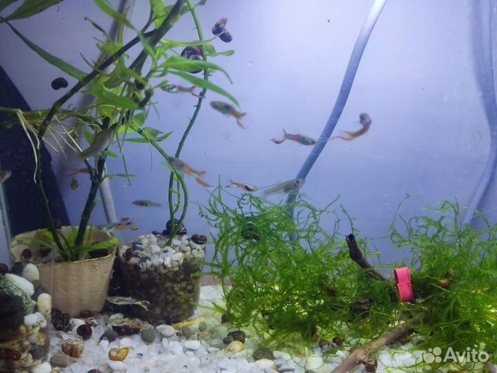 Аквариум с рыбками. Гуппи эндлер
