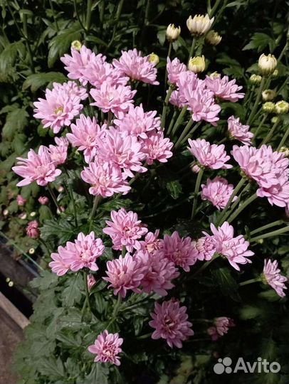 Хризантема опт для магазинов