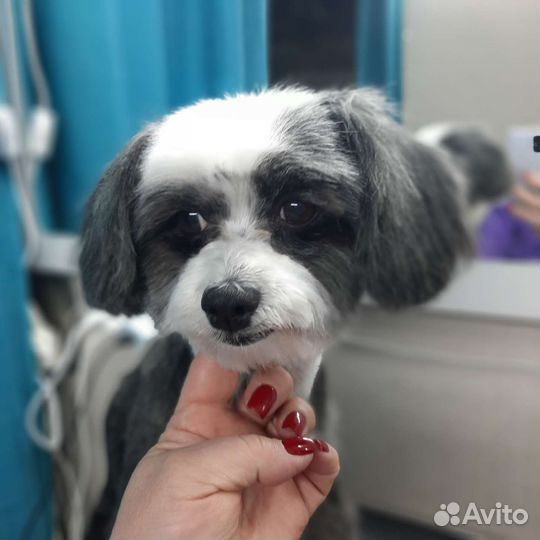 Груминг стрижка собак