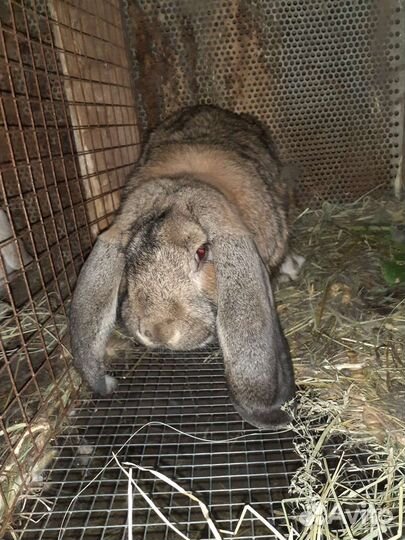 Кролики породы французский баран