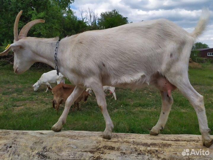 Козы и козёл