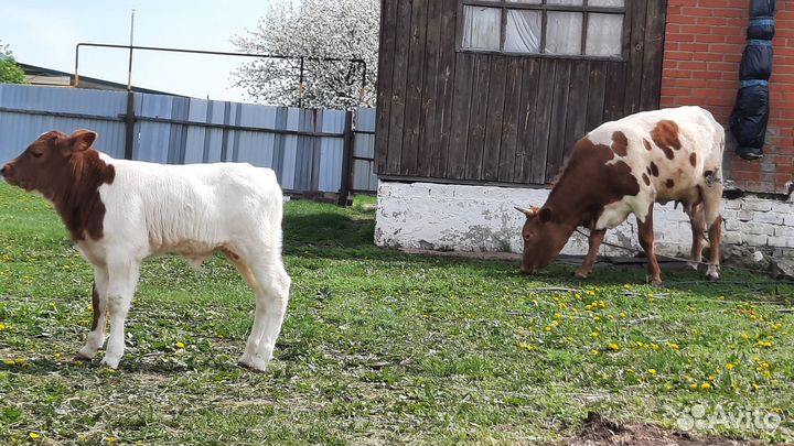 Корова дойная с телёнком телёнка бычок