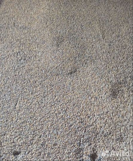 Горох, Пшеница яровая на корм