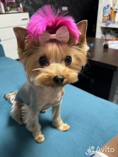 Йоркширский терьер мальчик