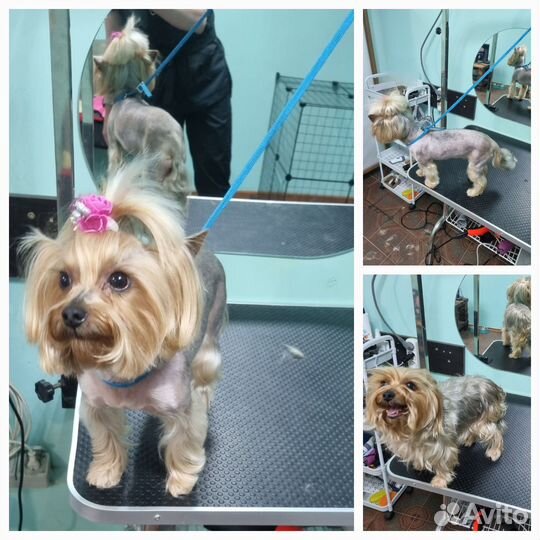 Услуги грумер.Стрижка собак кошек экспресс линька