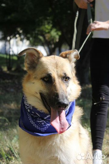 Собака в добрые руки отдам бесплатно