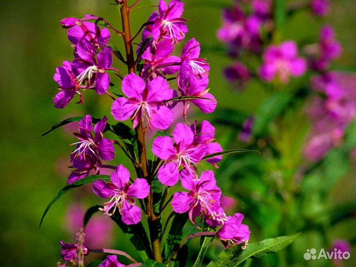 Иван-чай 1кг кипрей 2023 полезный, нет кофеина