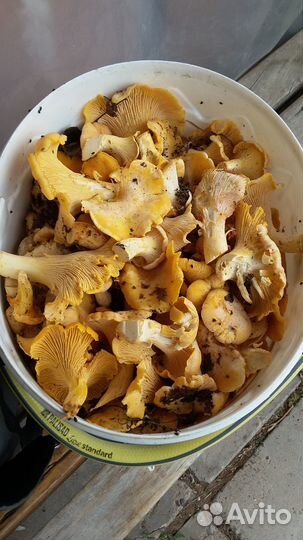 Доставка даров леса